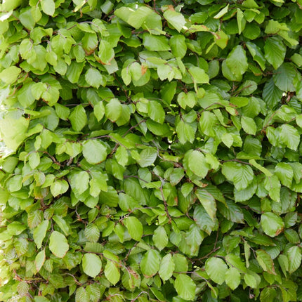 Common Beech Hedging | Fagus sylvatica Shrubs