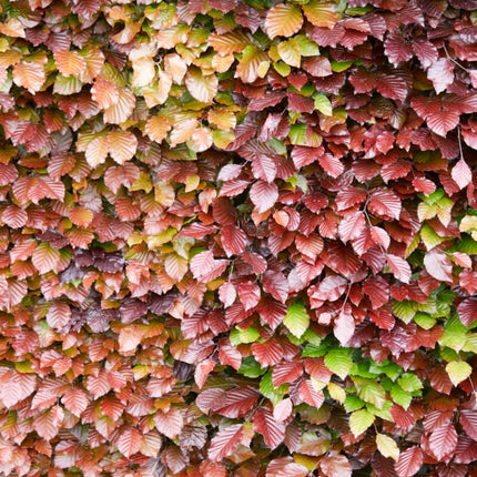 Common Beech Hedging | Fagus sylvatica Shrubs