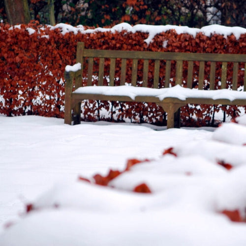 Common Beech Hedging | Fagus sylvatica Shrubs