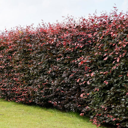 Purple Beech Hedging | Fagus sylvatica 'Purpurea' Shrubs