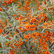 Sea Buckthorn Hedging | Hippophae rhamnoides Shrubs