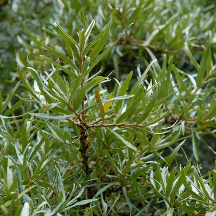 Sea Buckthorn Hedging | Hippophae rhamnoides Shrubs