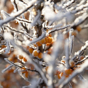 Sea Buckthorn Hedging | Hippophae rhamnoides Shrubs