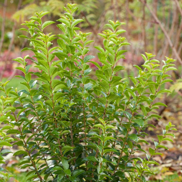 Garden Privet Hedging | Ligustrum ovalifolium Shrubs