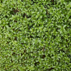 Garden Privet Hedging | Ligustrum ovalifolium Shrubs