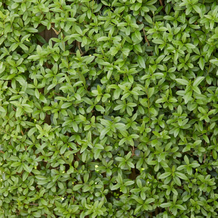 Garden Privet Hedging | Ligustrum ovalifolium Shrubs
