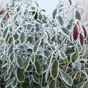 Garden Privet Hedging | Ligustrum ovalifolium Shrubs