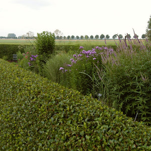 Garden Privet Hedging | Ligustrum ovalifolium Shrubs