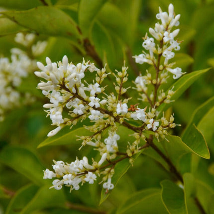 Garden Privet Hedging | Ligustrum ovalifolium Shrubs