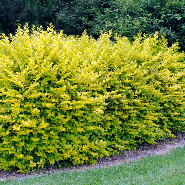 Golden Privet Hedging | Ligustrum ovalifolium Aureum Shrubs