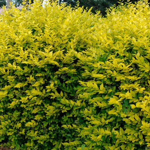 Golden Privet Hedging | Ligustrum ovalifolium Aureum Shrubs