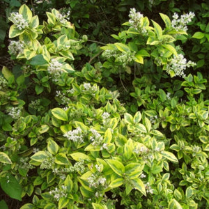 Golden Privet Hedging | Ligustrum ovalifolium Aureum Shrubs