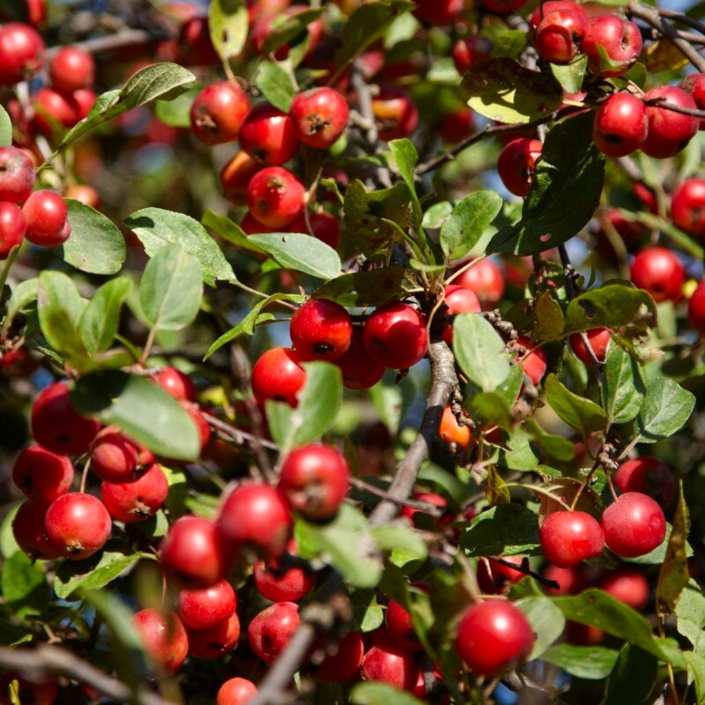 European Crabapple Hedging | Malus sylvestris