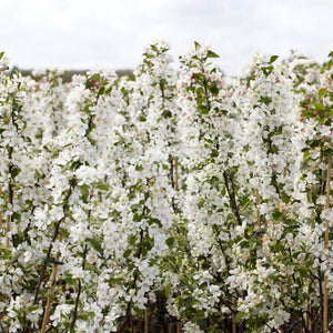 Ultimate Flowering Hedge | Growers Choice Shrubs