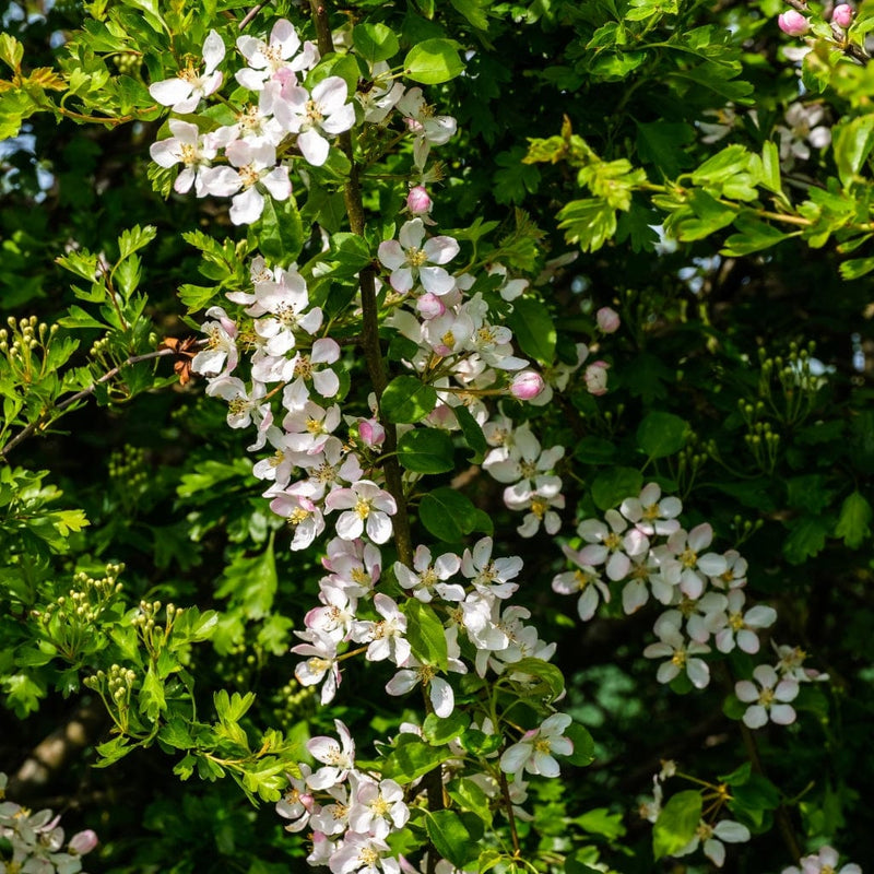 European Crabapple Hedging | Malus sylvestris Shrubs