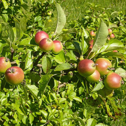 Best Edible Hedging | Growers Choice Shrubs