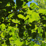 Lombardy Poplar Hedging | Populus nigra 'Italica' Shrubs