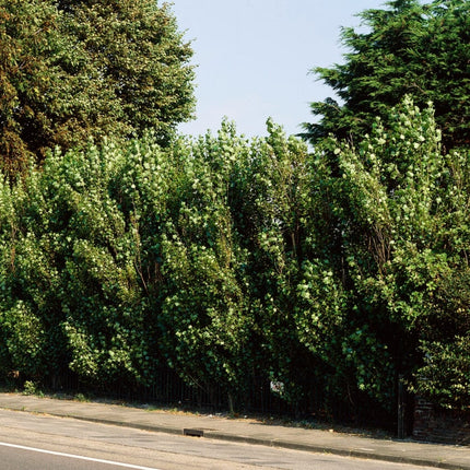 Lombardy Poplar Hedging | Populus nigra 'Italica' Shrubs