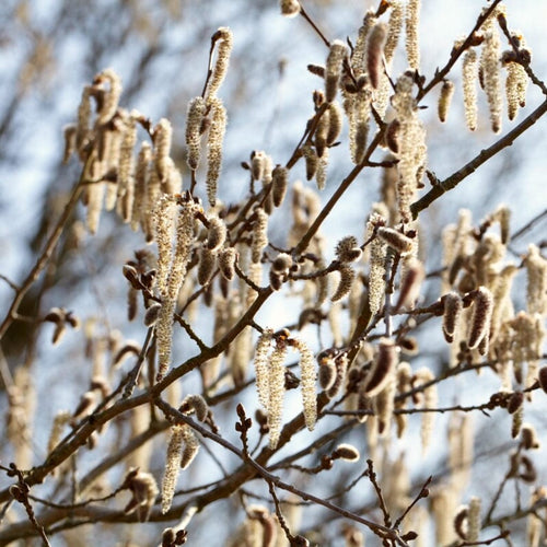 Lombardy Poplar Hedging | Populus nigra 'Italica' Shrubs