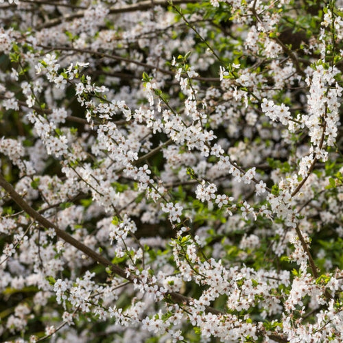 Sweet Cherry Hedging | Prunus avium Shrubs