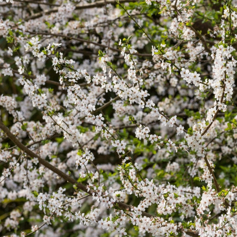 Sweet Cherry Hedging | Prunus avium Shrubs