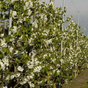 Sweet Cherry Hedging | Prunus avium Shrubs