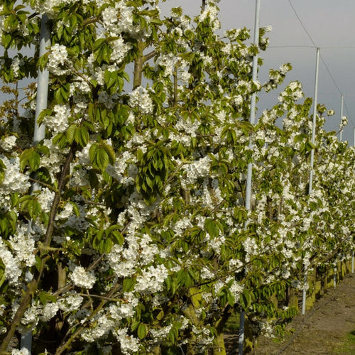 Sweet Cherry Hedging | Prunus avium Shrubs