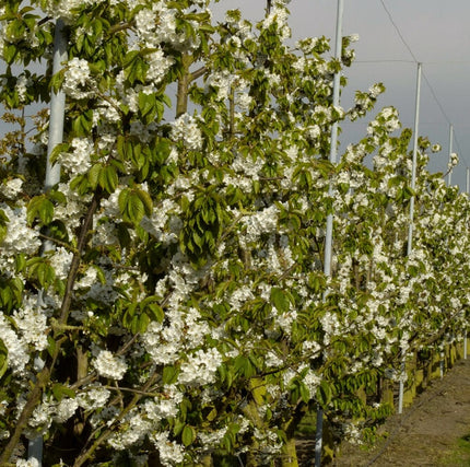 Sweet Cherry Hedging | Prunus avium Shrubs