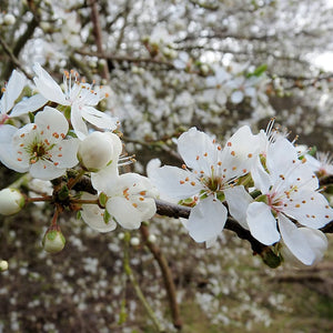 Cherry Plum Hedging | Prunus cerasifera Shrubs