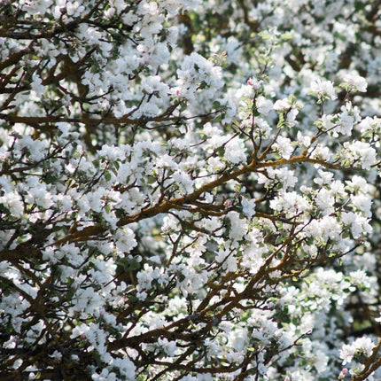 Cherry Plum Hedging | Prunus cerasifera Shrubs