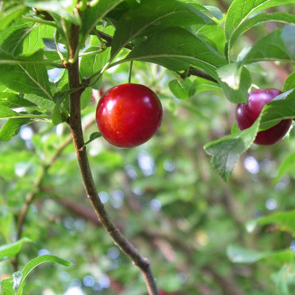 Cherry Plum Hedging | Prunus cerasifera Shrubs