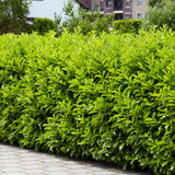 Cherry Laurel Hedging | Prunus laurocerasus 'Rotundifolia' Shrubs