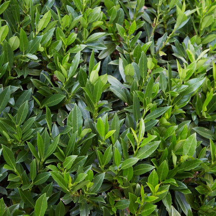 Cherry Laurel Hedging | Prunus laurocerasus 'Rotundifolia' Shrubs