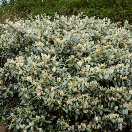 Cherry Laurel Hedging | Prunus laurocerasus 'Rotundifolia' Shrubs