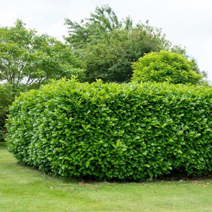 Cherry Laurel Hedging | Prunus laurocerasus 'Rotundifolia' Shrubs