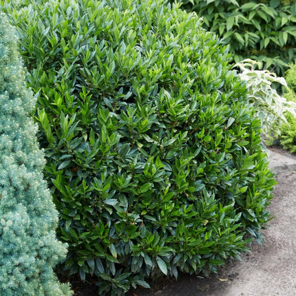 Cherry Laurel Hedging | Prunus laurocerasus 'Rotundifolia' Shrubs