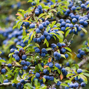 Blackthorn Hedging | Prunus spinosa Shrubs