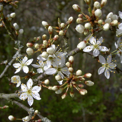 Blackthorn Hedging | Prunus spinosa Shrubs