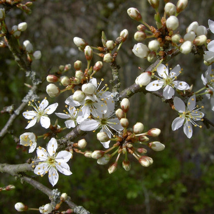 Blackthorn Hedging | Prunus spinosa Shrubs