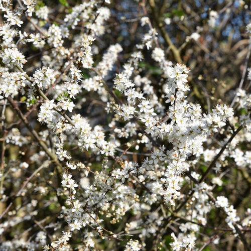 Blackthorn Hedging | Prunus spinosa Shrubs