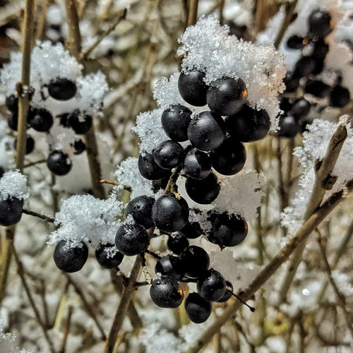 Blackthorn Hedging | Prunus spinosa Shrubs