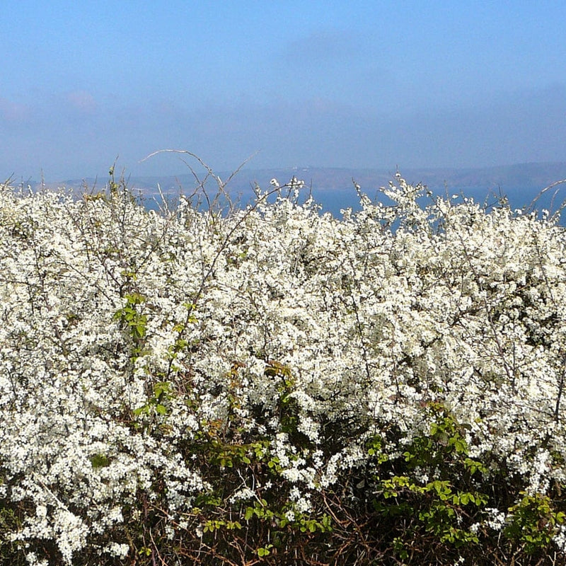 Blackthorn Hedging | Prunus spinosa Shrubs