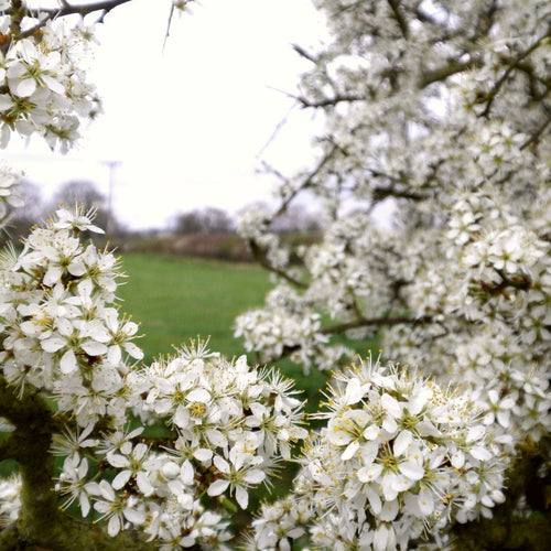 Blackthorn Hedging | Prunus spinosa Shrubs