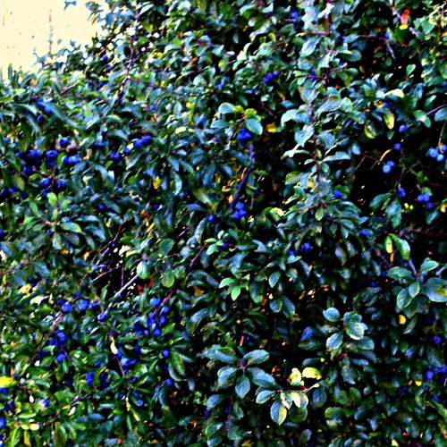 Blackthorn Hedging | Prunus spinosa Shrubs