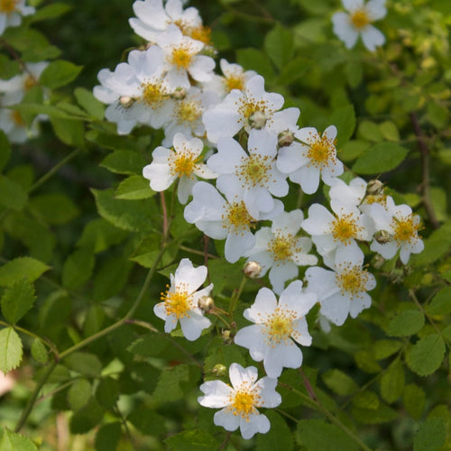 Field Rose Hedging | Rosa arvensis Shrubs