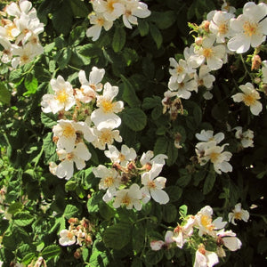 Field Rose Hedging | Rosa arvensis Shrubs