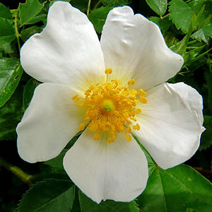 Field Rose Hedging | Rosa arvensis Shrubs
