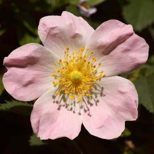 Dog Rose Hedging | Rosa canina Shrubs