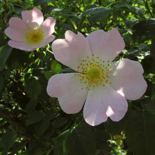Dog Rose Hedging | Rosa canina Shrubs