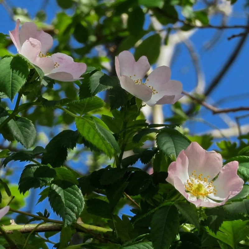 Dog Rose Hedging | Rosa canina Shrubs
